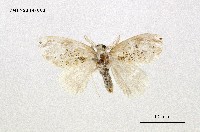 藏品(頂斑黃毒蛾)的圖片